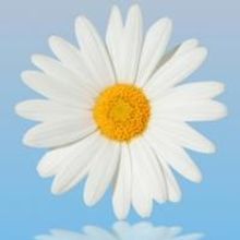 Terrace Plaza Playhouse to Present SHE LOVES ME, 4/18-5/31