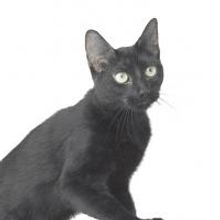 Photo Flash: The Amazing Acro-Cats to Come to Stage West Theater, 10/17-18