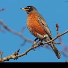 Long Island Spring Preview