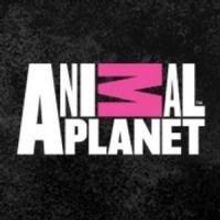 MY CAT FROM HELL Returns to Animal Planet, 4/4