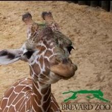 Brevard Zoo and King Center Join Forces for the Arts