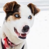 Sportsman Channel Presents 2015 IDITAROD SLED DOG RACE Tonight