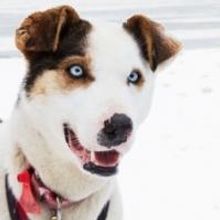 Sportsman Channel Presents 2015 IDITAROD SLED DOG RACE Tonight