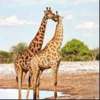 Declare Your Devotion This Valentine's Day with African Travel, Inc.