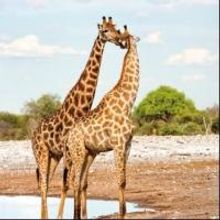 Declare Your Devotion This Valentine's Day with African Travel, Inc.