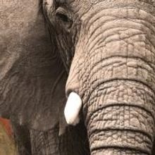 Goodspeed's THE CIRCUS IN WINTER Begins Performances Tomorrow