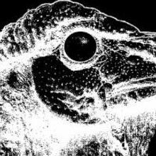 The Turkeys Coming to ETC Theatre, 4/24-25