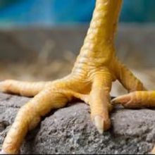 Finborough Theatre to Present CHICKEN DUST World Premiere, March 1-17