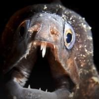 MONSTER WEEK to Return to Animal Planet Beginning 5/17