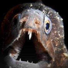 MONSTER WEEK to Return to Animal Planet Beginning 5/17