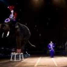 Interactive 2013 Zelzah Shrine Circus Brings New Line-up to the Orleans Arena, 1/10-1