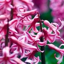 Pacific Symphony Announces THE RITE OF SPRING Events, Now thru 6/8