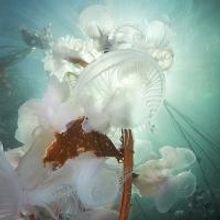 'Luminous Sea' Underwater Photography Book is Launched
