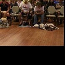 National Museum of the Pacific War's War Dog Program Sheds Light on Four Legged…