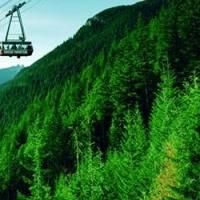 Artists Appear at Grouse Mountain to Paint Live Birds for Artists for Conservation…