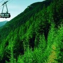 Artists Appear at Grouse Mountain to Paint Live Birds for Artists for Conservation…