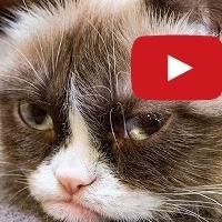 Grumpy Cat's First Music Video is the Gift That Keeps on Giving This Holiday Season