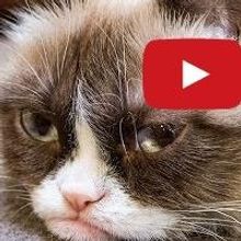 Grumpy Cat's First Music Video is the Gift That Keeps on Giving This Holiday Season
