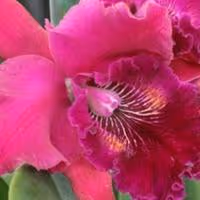 Escape Winter With a Trip to Tropical Orchid Daze Opening February 8!