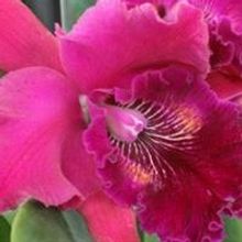 Escape Winter With a Trip to Tropical Orchid Daze Opening February 8!