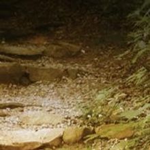 PlayMakers Rep Stages INTO THE WOODS and A MIDSUMMER NIGHT'S DREAM, Now thru 12/7