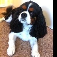 What Were the Most Popular Pet Names of 2013? We'll Tell You!