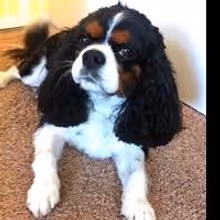 What Were the Most Popular Pet Names of 2013? We'll Tell You!