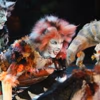 30 Days Of The 2014 Tony Awards: Day #22 - CATS