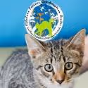 Delaware River Theatre Collective and Fabulous Felines Cat Adoption Center to Host…