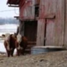 Oberon Theatre Ensemble Begins THE DRAWER BOY Tonight