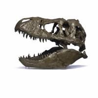 The National Museum of Natural History Announces that the Tyrannosaurus Rex Skeleton…
