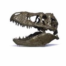 The National Museum of Natural History Announces that the Tyrannosaurus Rex Skeleton…