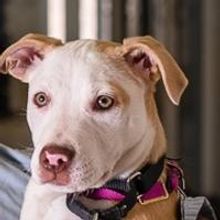 Eastern State Penitentiary Hosts 'Family Weekend: Pets in Prison' on Saturday and…