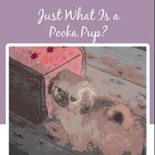 Judy Roberts Launches Debut Book, JUST WHAT IS A POOKA PUP?