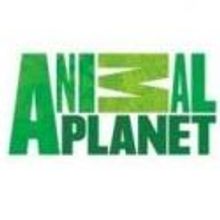 FINDING BIGFOOT, GATOR BOYS, & NORTHWOODS LAW Draw Huge Ratings for Animal Planet
