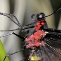 American Museum of Natural History Reopens Butterfly Conservatory Today