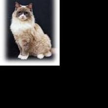 Matilda & FURiends Salute Broadway with Cat Fashion Show and Animal Adoption Event…