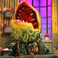 BWW Reviews: Inspiration Stage's LITTLE SHOP OF HORRORS is a Bloody, Good Show