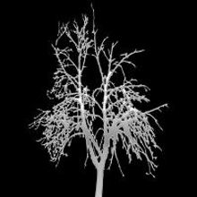 Authors & Editors The French Family, Pens New Book, LETTERS TO MY SON