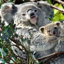 Los Angeles Zoo to Host Photo Day, 11/3