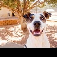 Best Friends Animal Society Helps Pets Safe in the Summer Heat