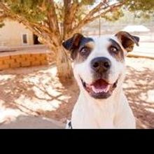 Best Friends Animal Society Helps Pets Safe in the Summer Heat