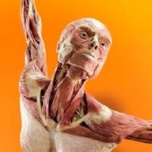 Tickets Go on Sale Tomorrow for the World Premiere of Discovery Times Square's Body…