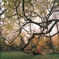 Benjamin Swift's NEW YORK CITY OF TREES Exhibition Opens at Arsenal Gallery, Now…