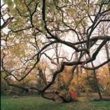 Benjamin Swift's NEW YORK CITY OF TREES Exhibition Opens at Arsenal Gallery, Now…