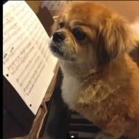 STAGE TUBE: Trailer - Contreras, Cronin & More Set for INSPIRED 3 Benefit for Animal…