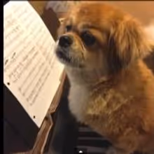 STAGE TUBE: Trailer - Contreras, Cronin & More Set for INSPIRED 3 Benefit for Animal…