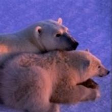 Photographer Paul Nicklen Kicks Off Omaha Performing Arts' National Geographic Speake