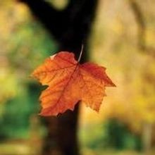 Roxey Ballet Sets Spring Season of Dance Lineup