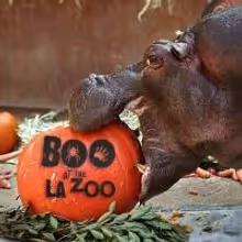 Halloween Family Adventures at Two 'Boo at the L.A. Zoo' Weekends